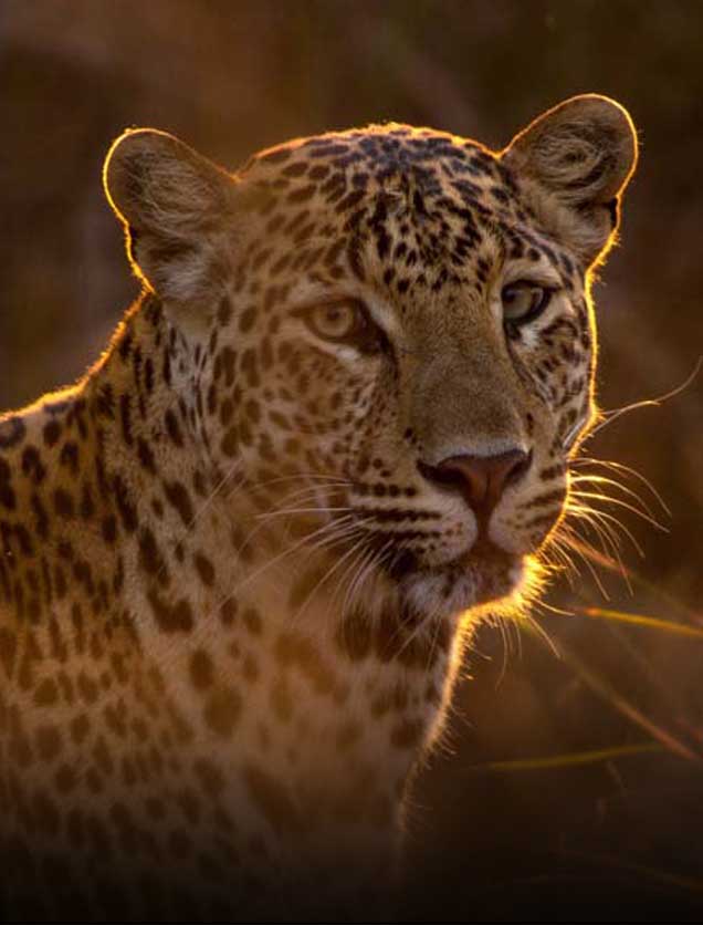 A Wild Life Tour to Central India on Royal Enfield I A cheetah in the national parks of Madhya Pradesh I Indian Wild life