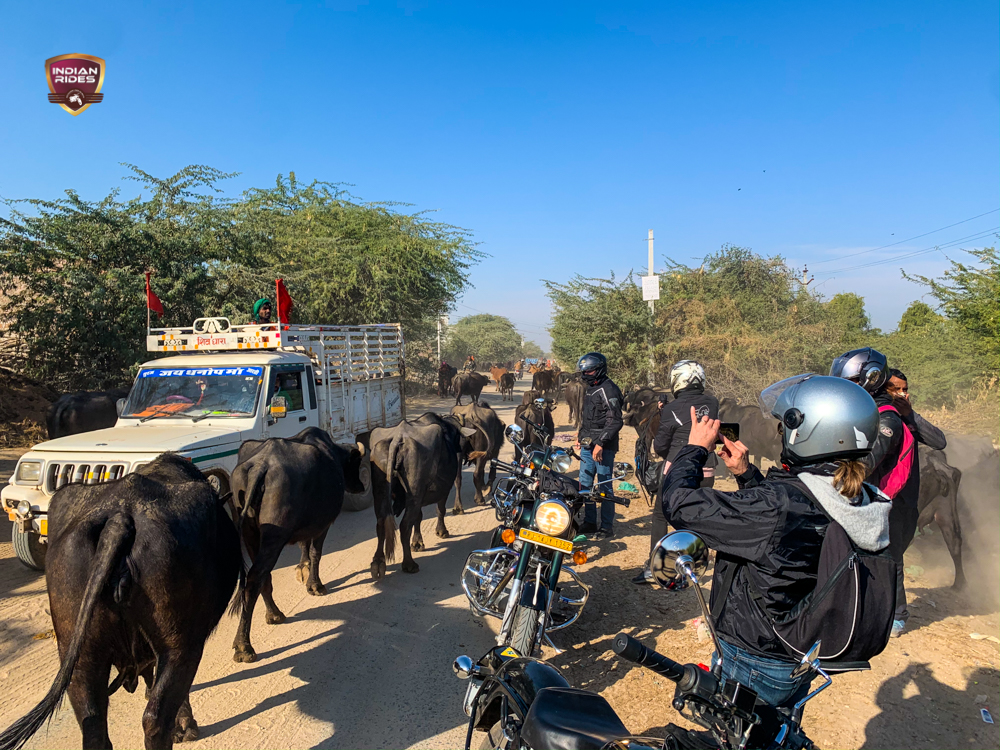 A Herd of Buffaloes on the unmetalled Roads of India I Bikers clicking I Travel the Offbeat roads of Rajasthan on Royal Enfield