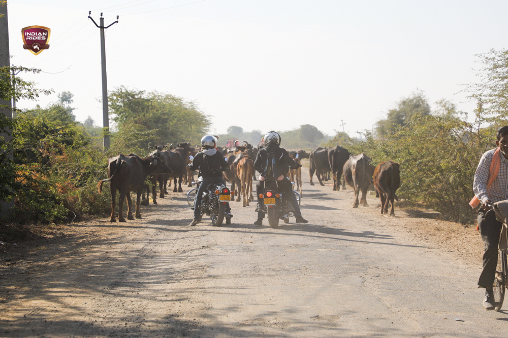 A Herd of Buffaloes on Road I A Journey to the Villages of Rajasthan on Royal Enfield I Travel Offbeat roads of Rajasthan