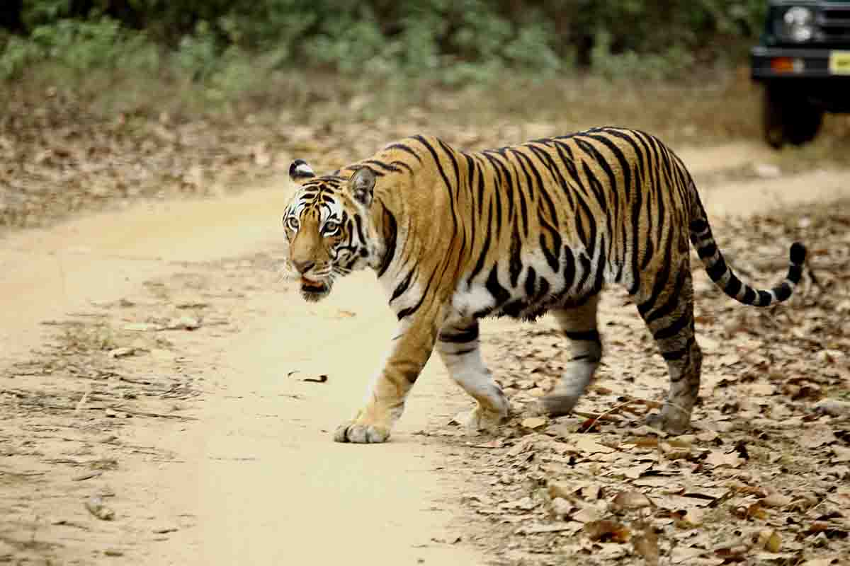 The Royal Bengal Tiger of India in the Tiger Reserves of India I A Wildlife adventure tour to India on a Motorcycle package