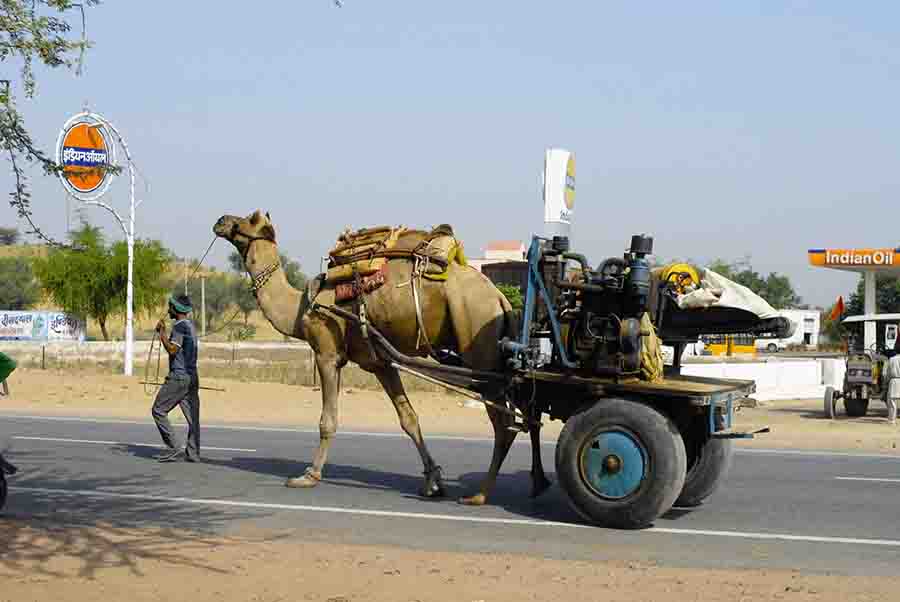 A photo of a camel cart on the highways of Rajasthan I Villages of India on a Motorcycle I Mototravel India on Royal enfield
