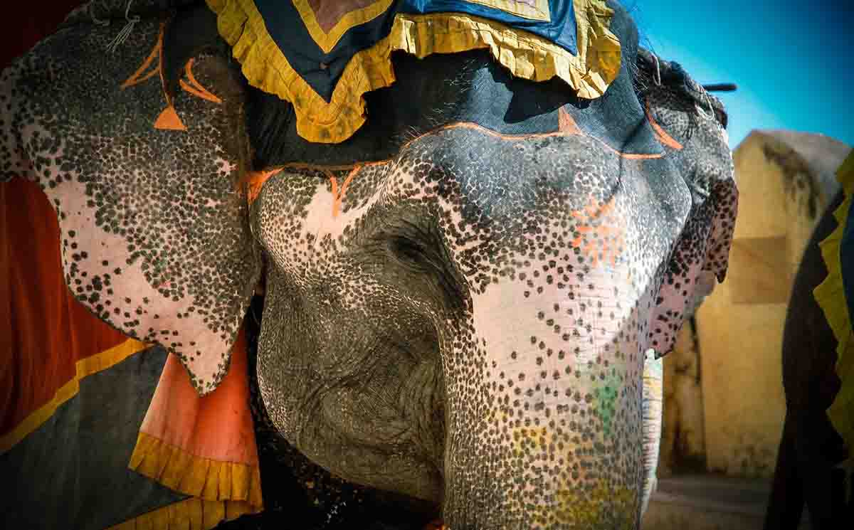 Enjoy a ride on a  beautifully decorated elephant in Amer Palace, Jaipur I view Asiatic elephant on the Bike journey to India