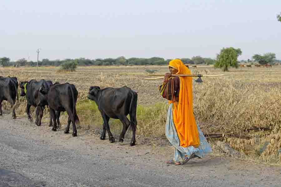 A lady with her buffaloes on the grazing grounds I Village life of India I moto tourism to India I Offroad Biking, Rajasthan