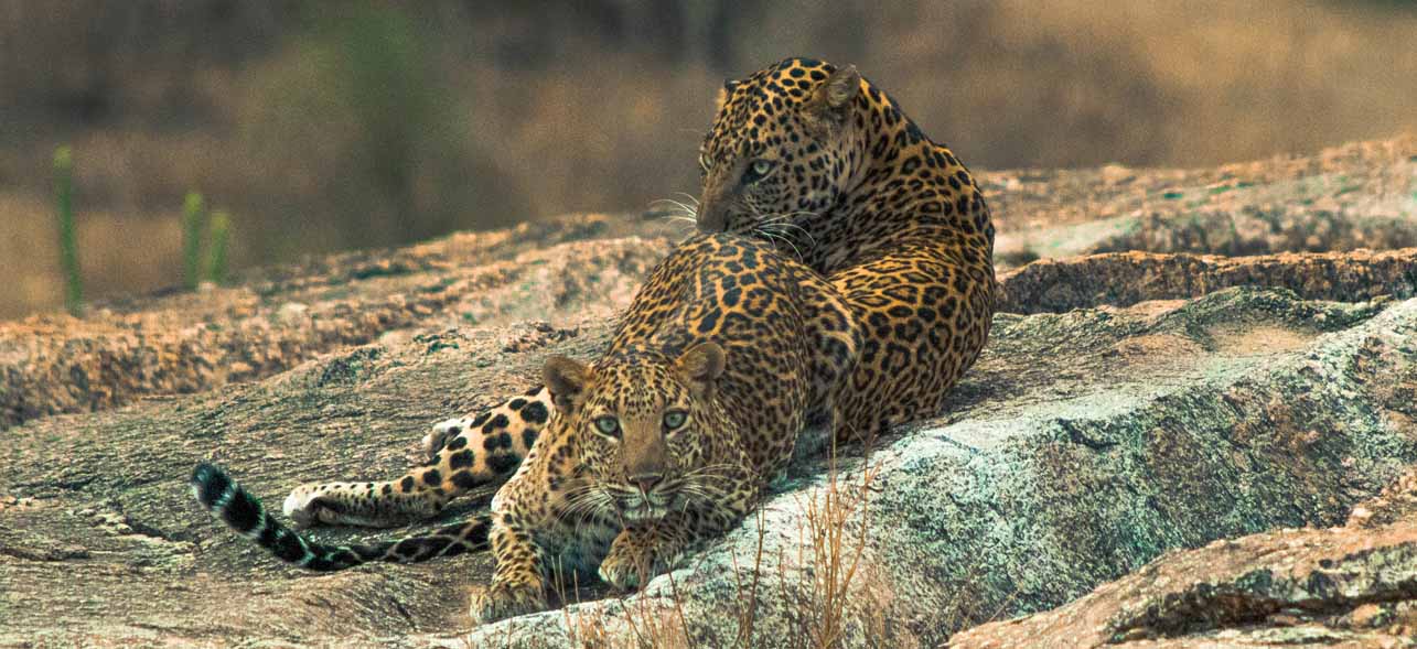 Two Cheetahs resting I Pantheras spotted in an adventurous Motorcycle leaopard safari trip to the National parks of India